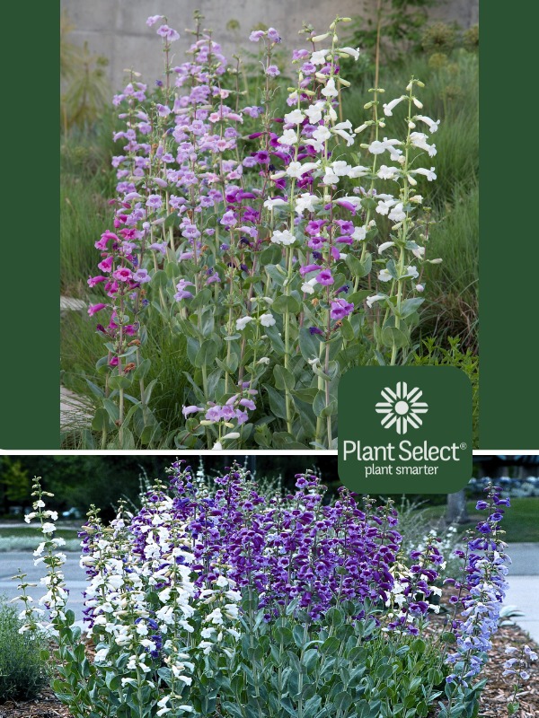 Prairie Jewel penstemon | Penstemon grandiflorus \'P010S\' Plant Select