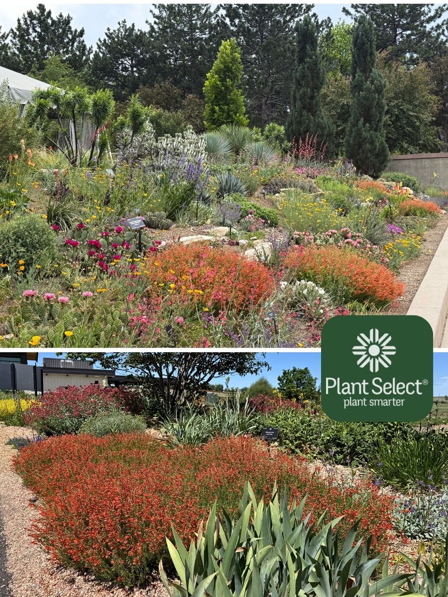 Penstemon pinifolius ‘Compactum\' (Half Pint pineleaf penstemon) in low-water garden examples at Denver Botanic Gardens