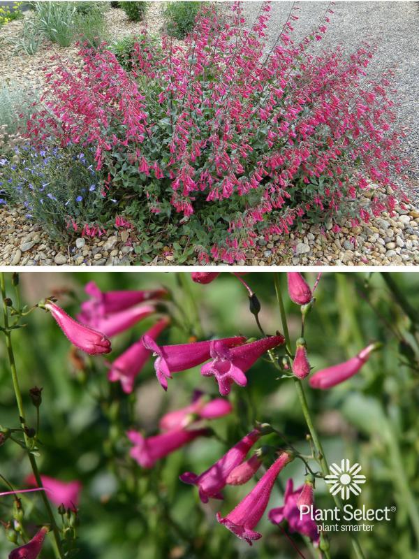 Desert penstemon or beardtongue | Penstemon pseudospectabilis | Plant Select - a dark pink penstemon