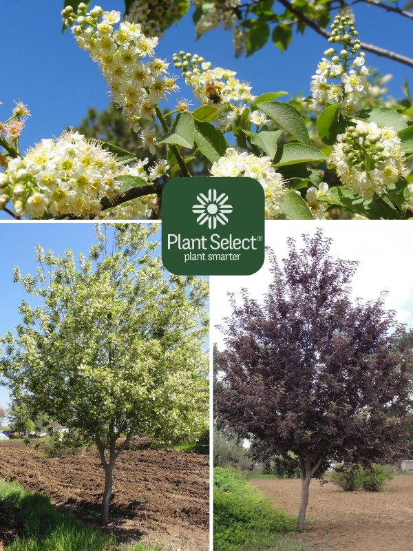 SUCKER PUNCH chokecherry | Prunus ‘P002S\' PP25,767 | Plant Select