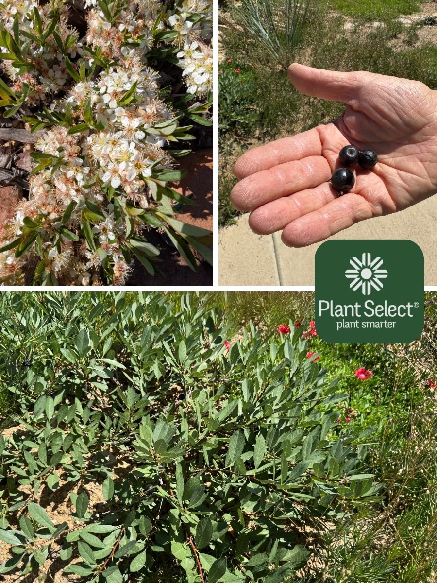 FLATIRON sand cherry in the spring and summer | Prunus pumila var. besseyi \'Boulder Weeping\' | Plant Select