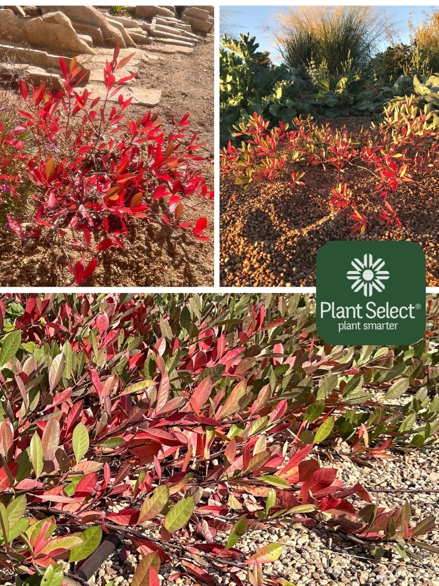 FLATIRON sand cherry in the fall with vibrant red leaves | Prunus pumila var. besseyi \'Boulder Weeping\' | Plant Select