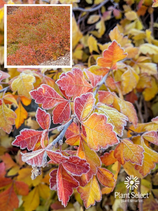 Autumn Amber Sumac with beautiful fall color: red, orange and yellow leaves | Plant Select