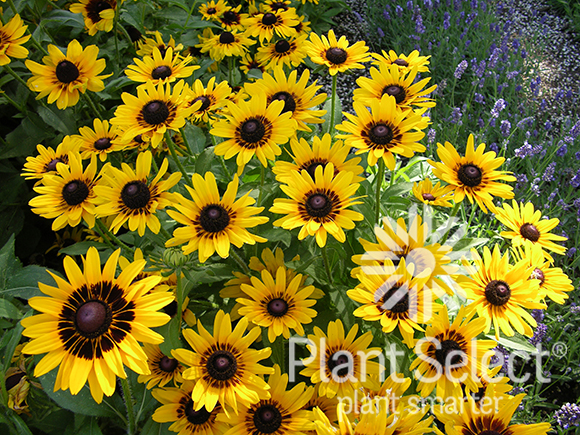 Rudbeckia, Denver daisy, Plant Select