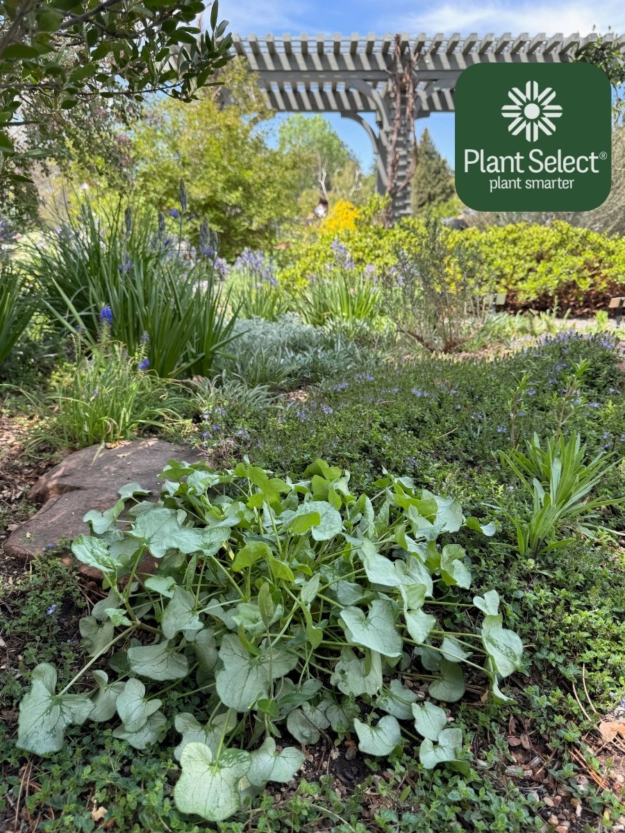 Silver perennial herb | Silver Shield French sorrel | Rumex scutatus \'Silver Shield\' | Plant Select