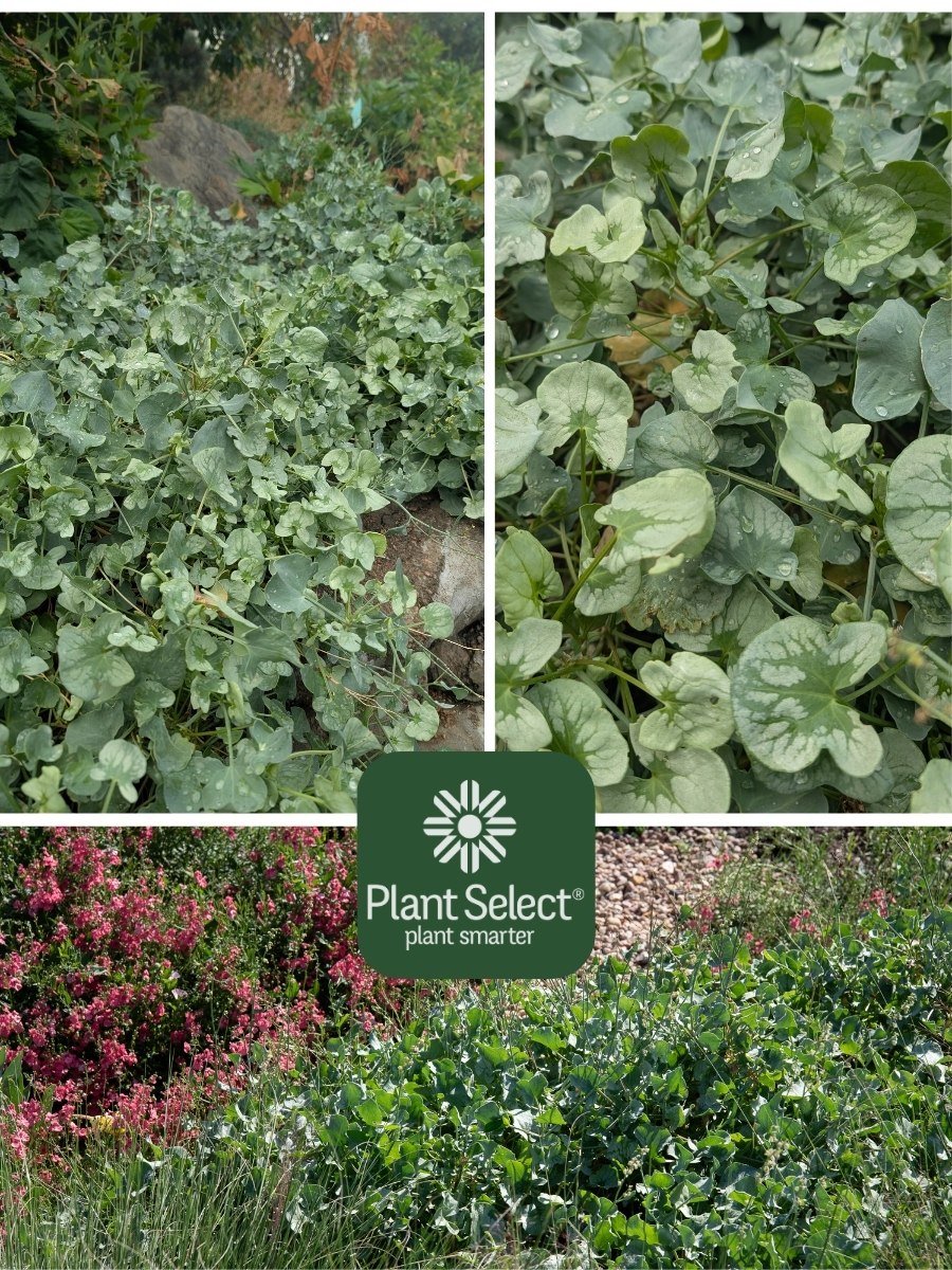 Edible, drought tolerant, perennial herb | Silver Shield French sorrel | Rumex scutatus \'Silver Shield\' | Plant Select