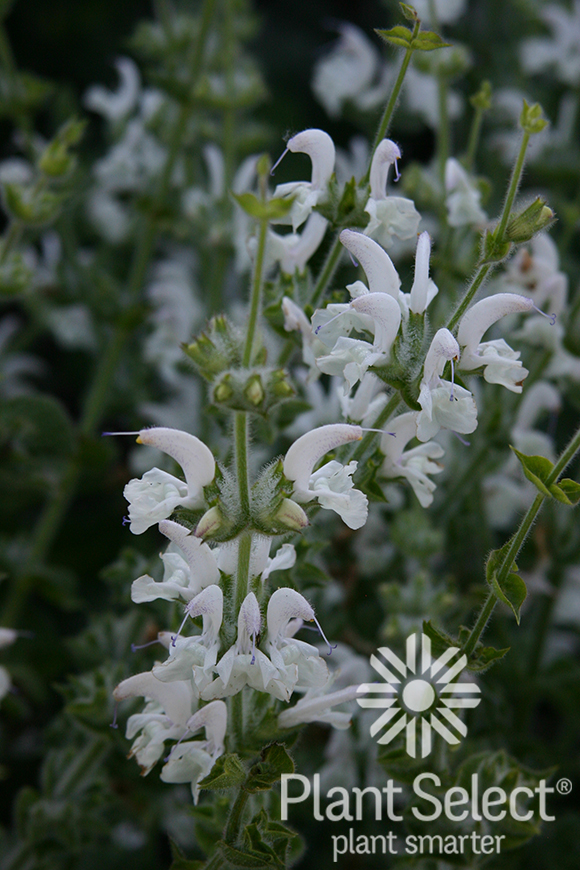 Silver sage, Salvia argentea, Plant Select
