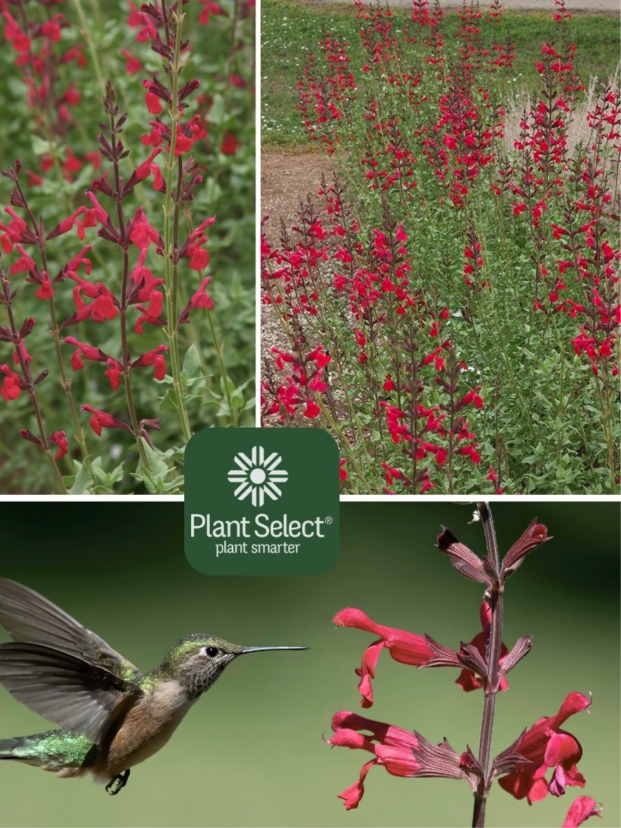 Windwalker royal red salvia, Salvia darcyi x S. microphylla \\\'PWIN03S\\\', Plant Select