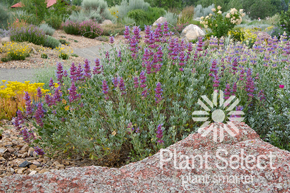 Mojave sage, Salvia pachyphylla, Plant Select