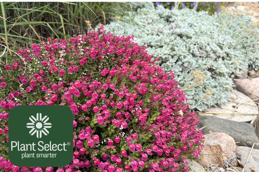 Cherry skullcap in drought-tolerant garden | Plant Select | Scutellaria suffrutescens