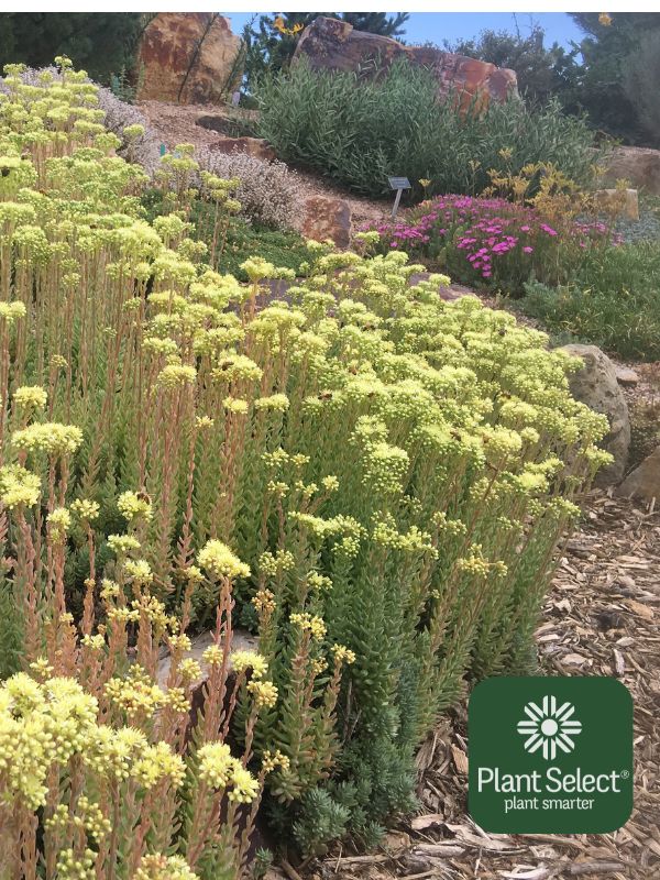 Turquoise Tails sedum, a light blue sedum, in bloom in July | Plant Select