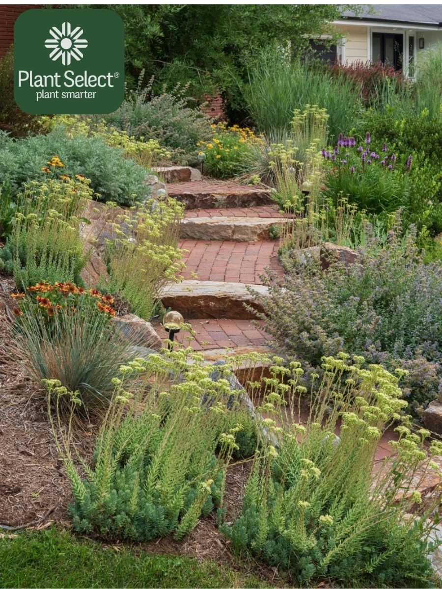 Turquoise Tails blue sedum from Plant Select in a Colorado xeriscape | A waterwise and Coloradoscape plant from Plant Select