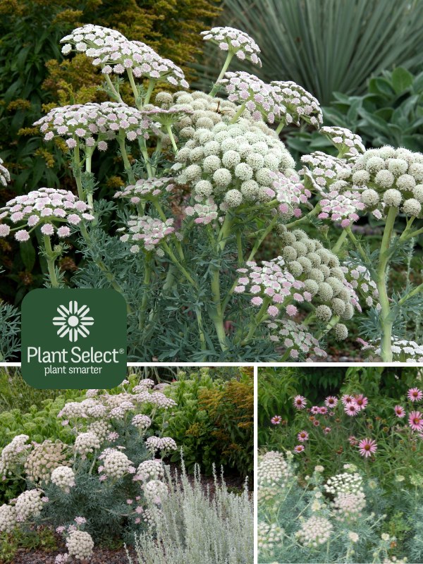 Moon Carrot | Seseli gummiferum | Plant Select | Drought tolerant pollinator plant