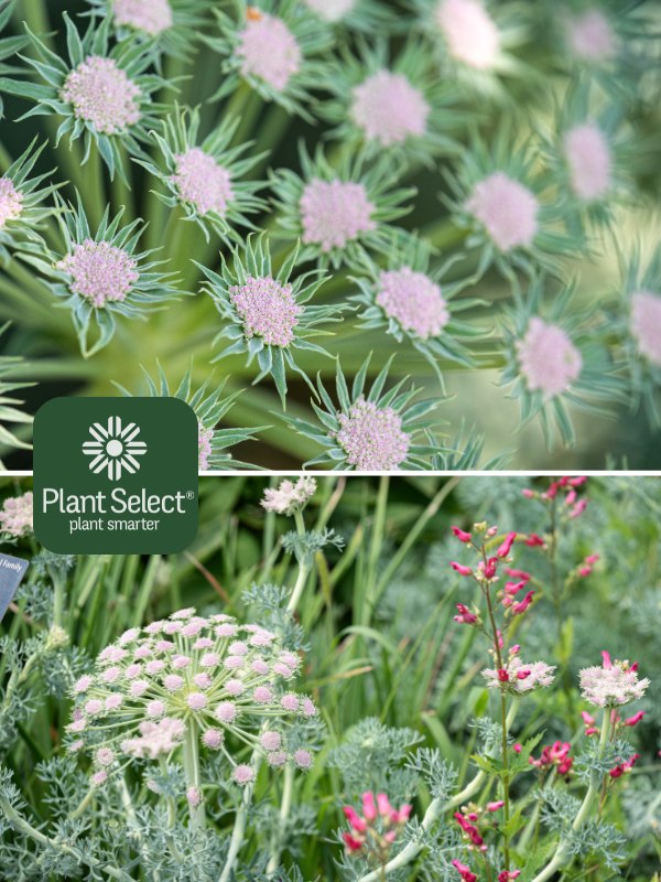 Close-up of Moon Carrot | Seseli gummiferum | Plant Select