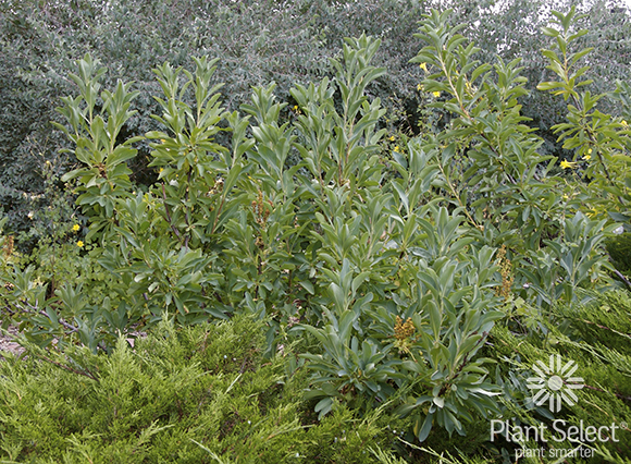 Siberian spirea, Sibiraea laevigata, Plant Select