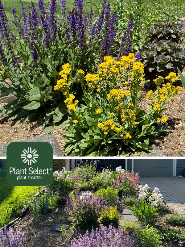 Keystone plant for pollinators: Rocky Mountain goldenrod | Solidago multiradiata | Plant Select