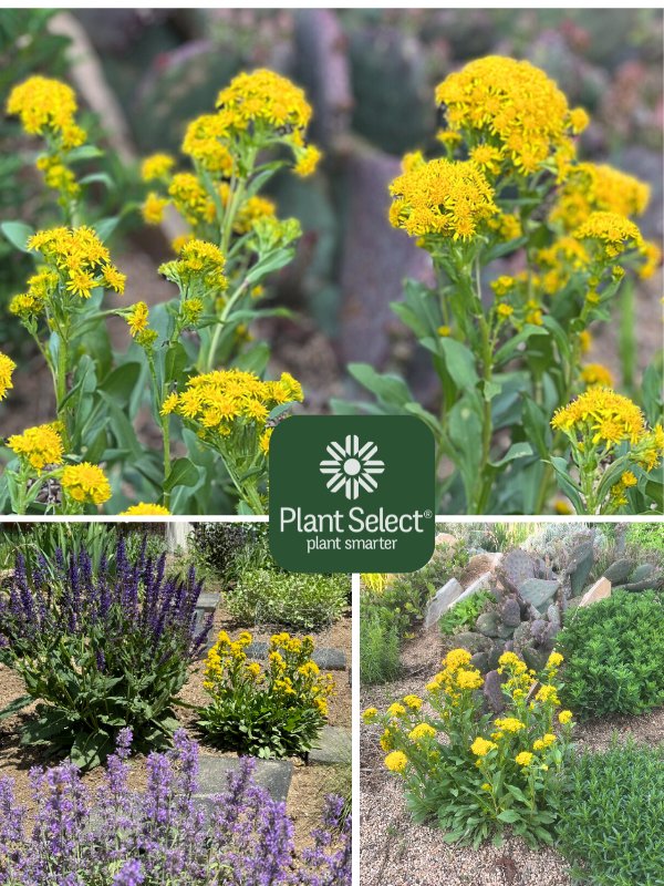 Solidago multiradiata | Rocky Mountain goldenrod | Plant Select