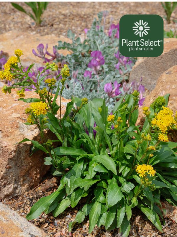Rocky Mountain goldenrod in a crevice garden | Solidago multiradiata | Plant Select
