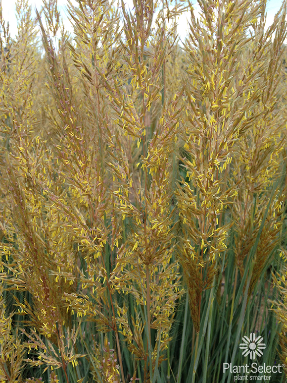 Thin Man golden prairie grass (formerly Indian grass) Sorghastrum nutans \\\\\\\'Thin Man\\\\\\\' PPAF