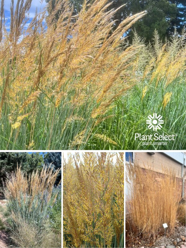 Thin Man golden prairie grass (formerly, Indian grass) |Sorghastrum nutans | Plant Select