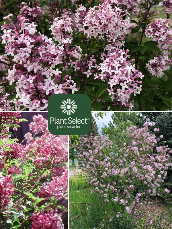 PINK ON REPEAT lilac | Syringa pubescens subsp. microphylla \'Cheyenne\' | Plant Select