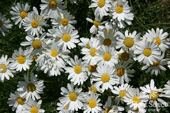 Dalmation daisy, Tanacetum cinerariifolium, Plant Select
