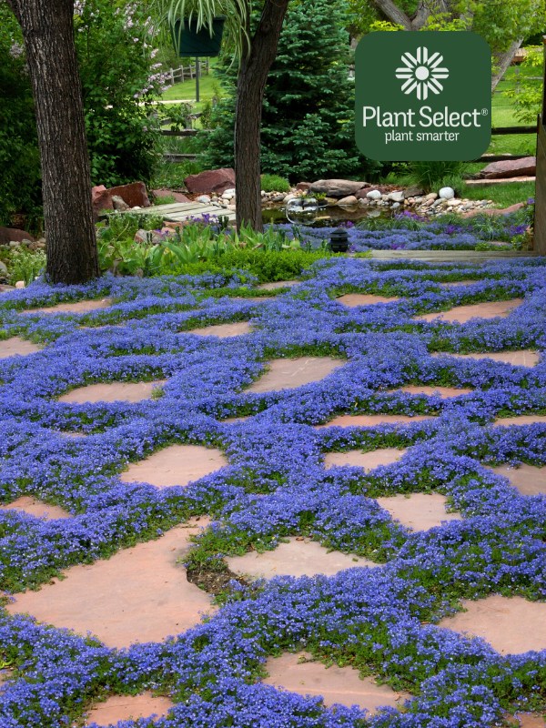 Turkish Veronica planted between flagstones |  Veronica liwanensis | Plant Select