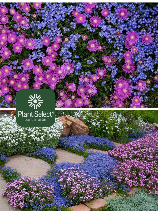 Turkish veronica | Ground cover with blue flower  | Veronica liwanensis | Plant Select