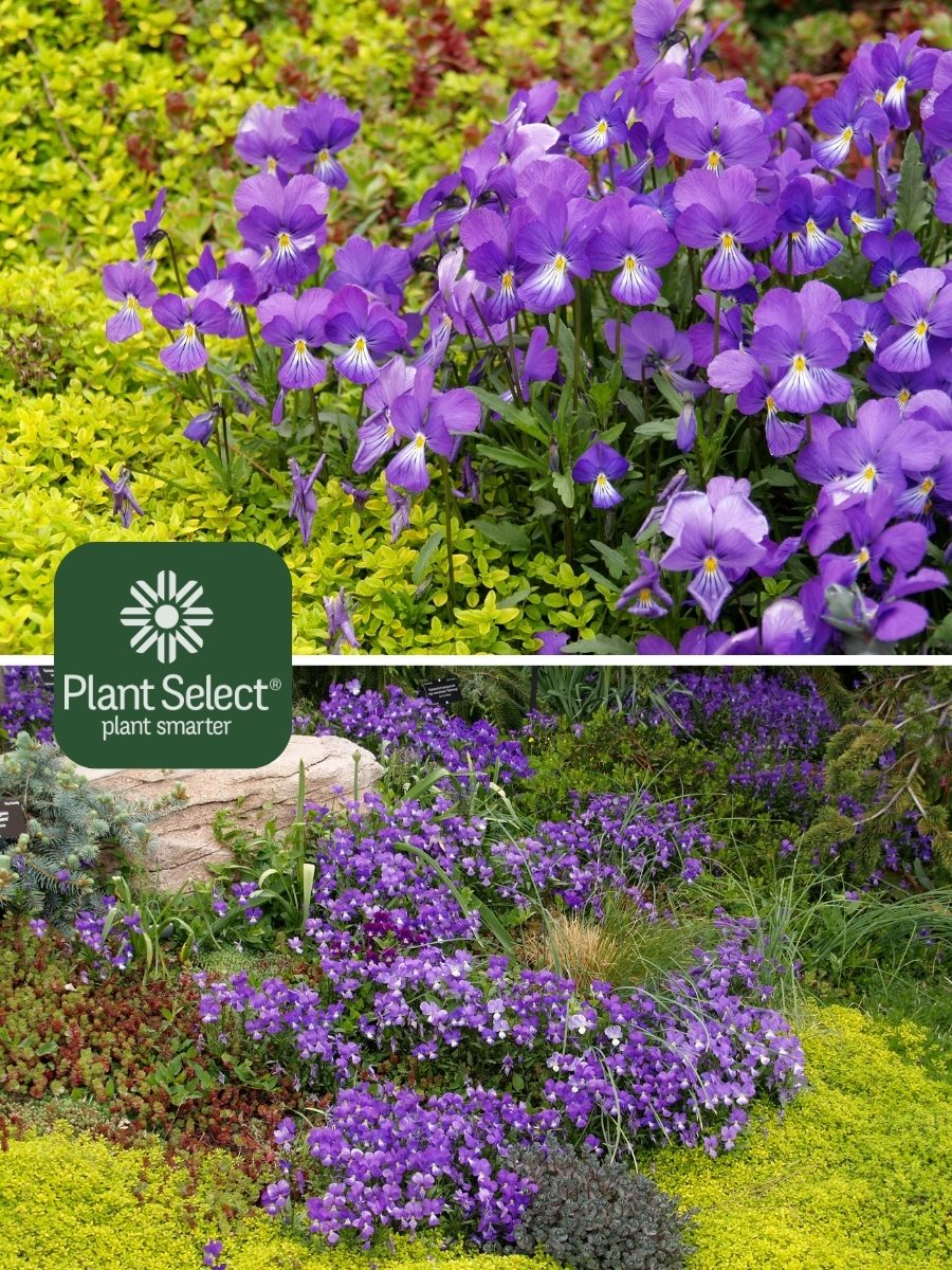 Corsican Violet | Viola corsica | Purple spring flowers | Plant Select