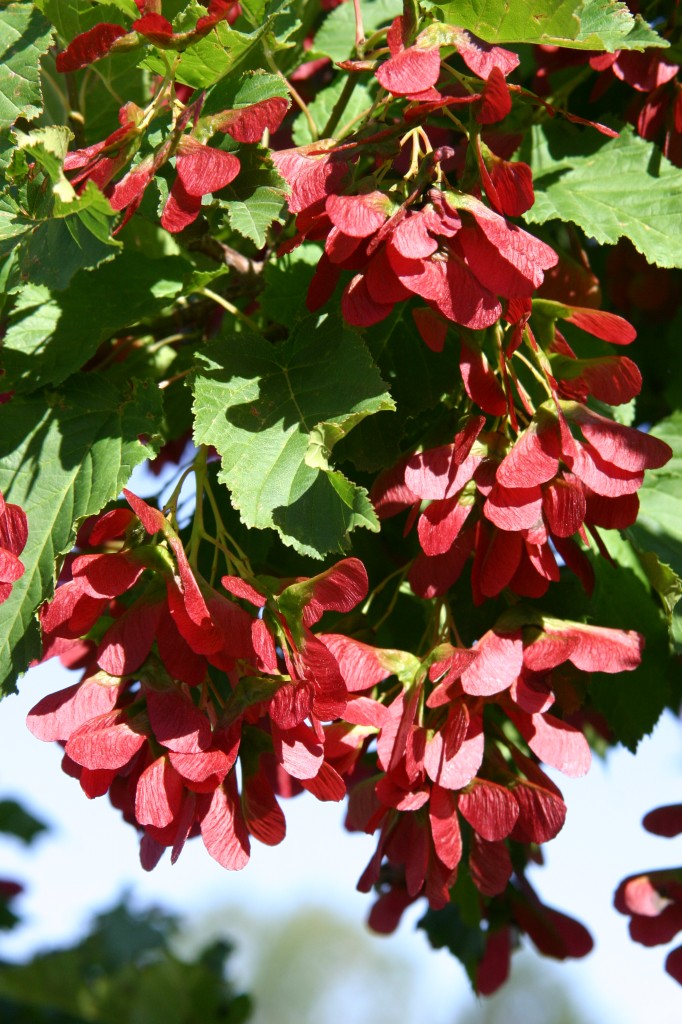 Hot Wings ® Tatarian maple: a tree for all seasons.