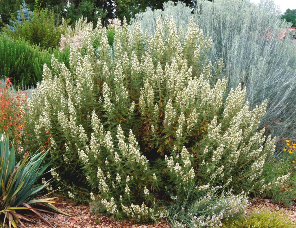 Chamaebatiaria millefolium Fernbush Plant Select