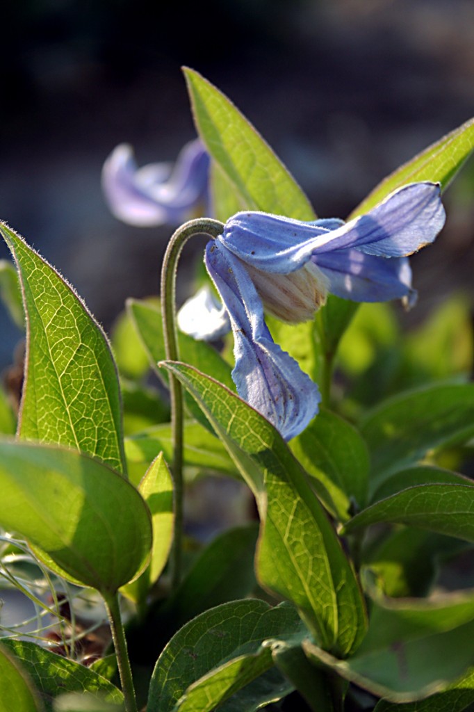 Clematis integrifolia PsHarlan Plant Select