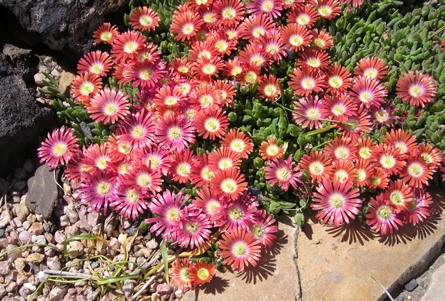 Delosperma dyeri Psdold Plant Select