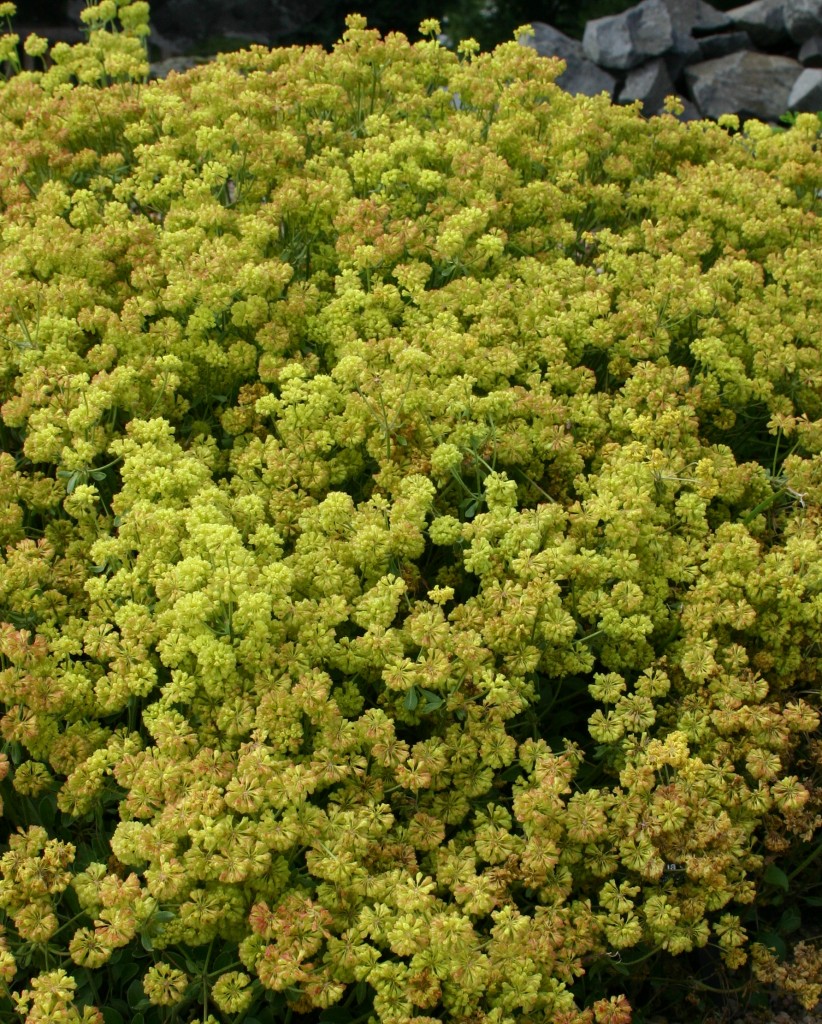 Eriogonum umbellatum var. aureum Psdowns Plant Select