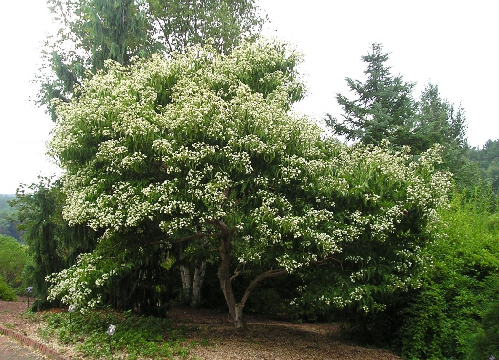 Family Garden Center Family Garden Tree   Heptacodium Miconioides 12 Crop 1024x740 