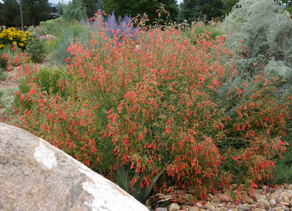 Penstemon rostriflorus Plant Select