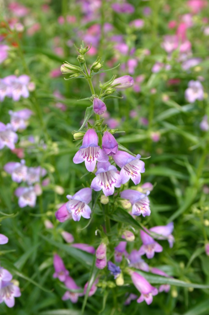 rocky mountain penstemon