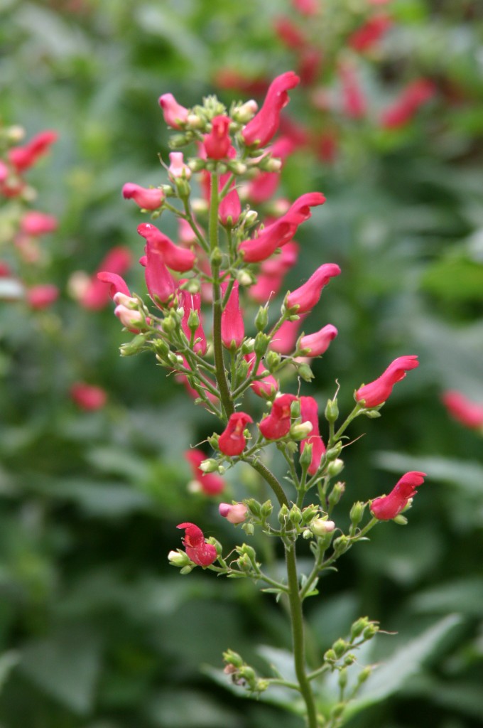 Scrophularia macrantha Plant Select