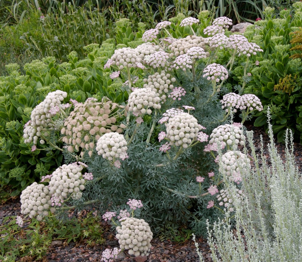 Seseli gummiferum Moon Carrot Plant Select