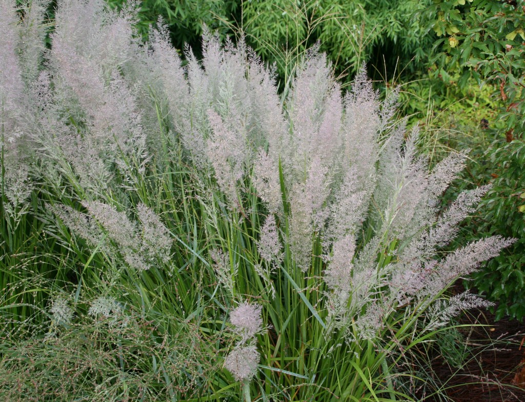 Feather Reed Grass