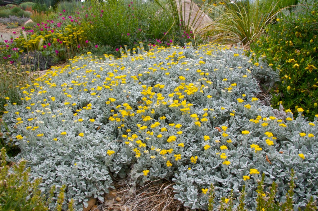 Tanacetum densum ssp. Amani Partridge Feather Plant Select