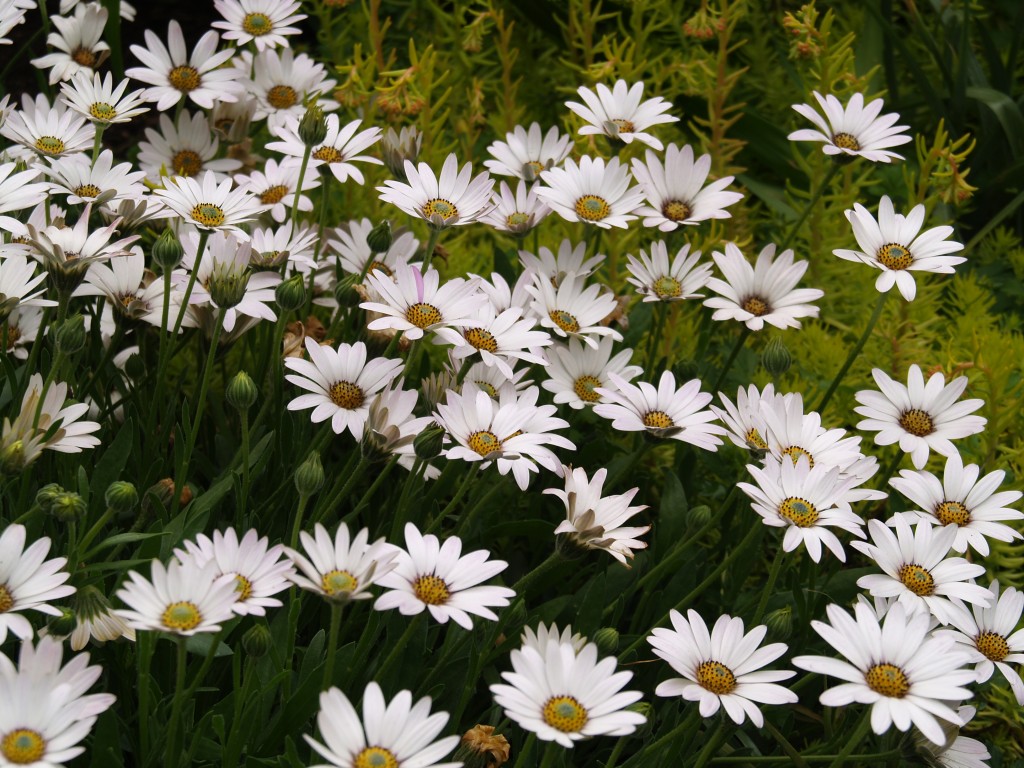 Osteospermum Avalanche White Sun Daisy Plant Select