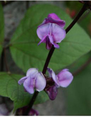 Dolichos lablab Ruby Moon Plant Select