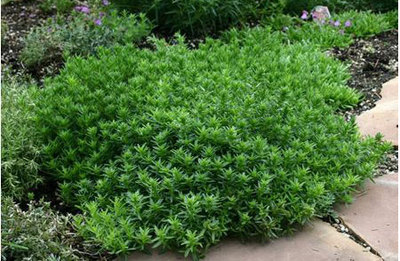 Image of Winter savory plant in garden