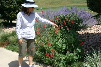 Salvia darcyi Pscarl Plant Select