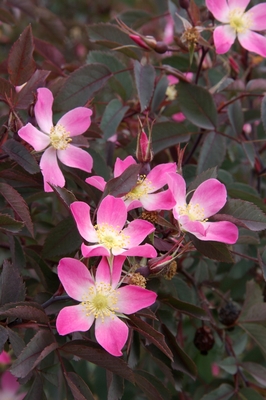 Rosa rubrifolia Redleaf Rose Plant Select