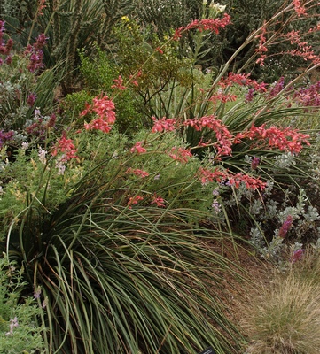 Hesperaloe parviflora Red Yucca Plant Select