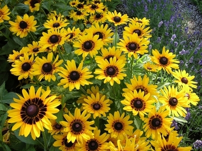 Rudbeckia Denver Daisy Plant Select