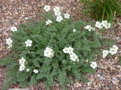 Erodium chrysanthum Plant Select