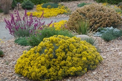 Chrysothamnus nauseosus var. nauseosus Baby blue rabbitbrush Plant Select